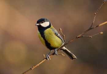 Beautiful great tit (Parus major)