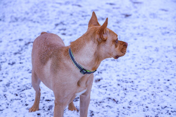 Dog Portrait In Snowy Backdrop