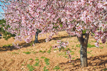 Almond blossom in February