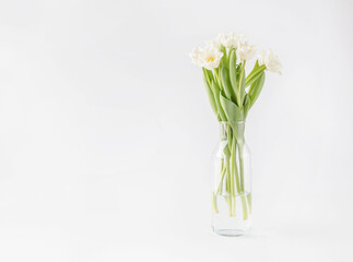 White tulips in glass vase on white background. Spring flowers in light background.