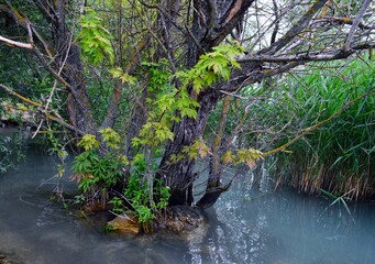 reed and tree growing by the lake shore