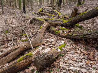 Fallen tree in the forest