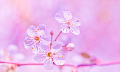 Naklejka na ściany i meble Sunny spring day. Cherry blooming. Beautiful flowers, close-up