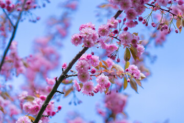 Branches of blooming sakura on a background of blue sky