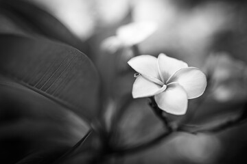 White flower on dark monochrome background. Tropical garden floral foliage in artistic black and white process. Closeup exotic nature background, beautiful relaxing view