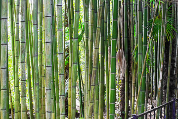 Bamboo grove in the Arboretum park of the Sochi city, Russia