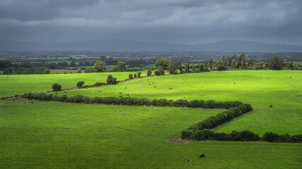 Fototapeta na wymiar Herd of cattle grazing and resting on fresh green field or pasture with dark, moody sky in background, County Tipperary, Ireland