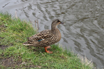 Female Mallard duck next to a river. Latin name Anas platyrhynchos
