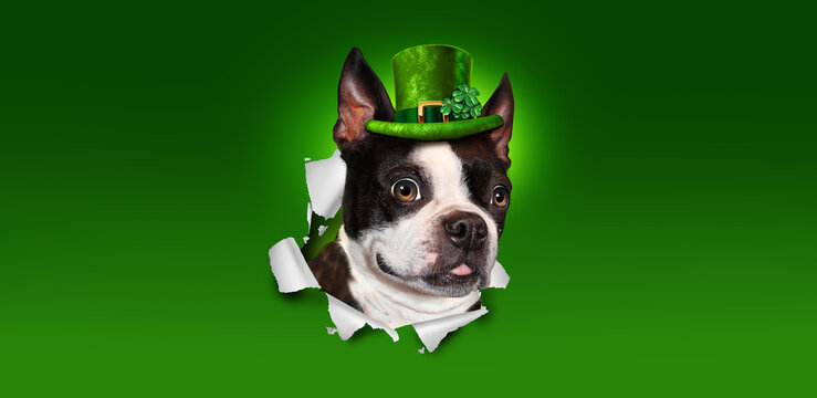Saint Patricks day Irish holiday dog wearing a green leprechaun hat with a shamrock clover as a Boston terrier bursting out of paper
