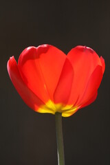 krasnyy tyul'pan v solnechnom svete na temnom fone
48 / 5000
Результаты перевода
red tulip in sunlight on dark background 