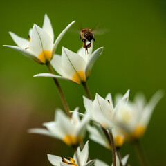 yellow irises on blurry angry background