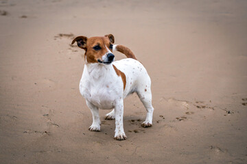 Obraz na płótnie Canvas Portrait of Jack Russell Terrier on the sand.