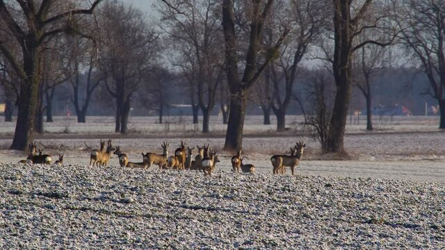 Group of roe deers on suburban field escape after buck gives the signal for running away. Frosty winter morning. 4K.
