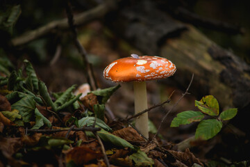 Close up of red fly agaric and dry tree leaves in forest 