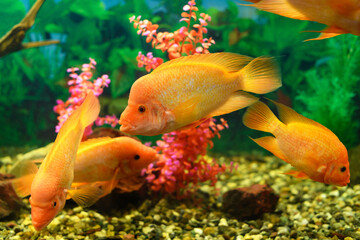 Big Cichlasoma labiatum fish swims in an aquarium. (Amphilophus Labiatus). Banner