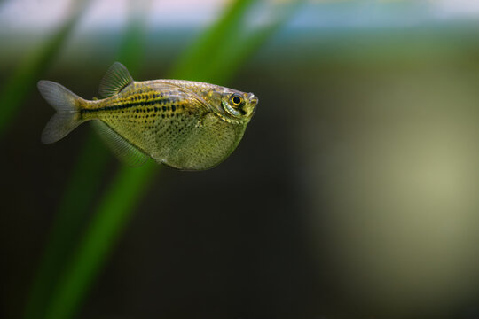 .Gasteropelecus sternicla. Sternickle's wedge-bellied fishbowl swimming in an aquarium. Fish Hatchet, soft focus