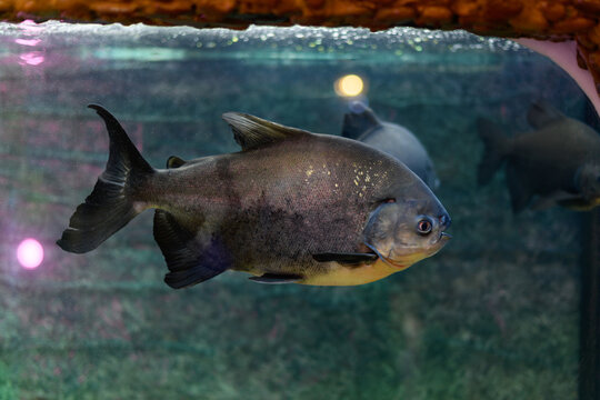 Pacu piranha fish swims in the aquarium (Piaractus brachypomus)