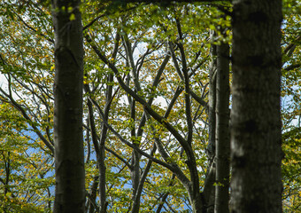 Fototapeta premium Selective focus of trees in mountain forest 