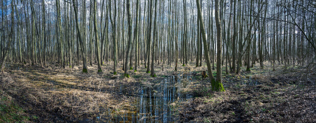 Lesne mokradła wczesną wiosną - obrazy, fototapety, plakaty