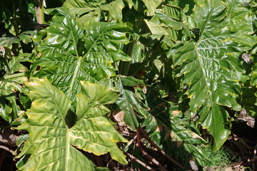 Close-up full frame view of the leaves of an outdoor Philodendron Giganteum plant