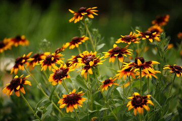 large group of rudbeckia flowers on blurred background