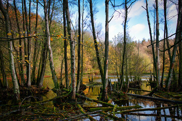 Moorlandschaft am P&ouml;tenitzer See