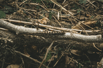 anolis lizard