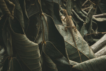anolis lizard on leaves