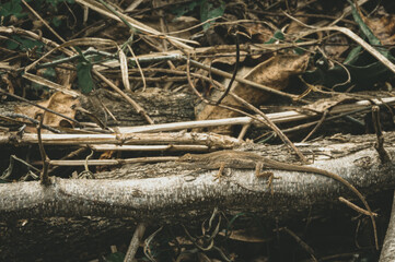 lizard on branch