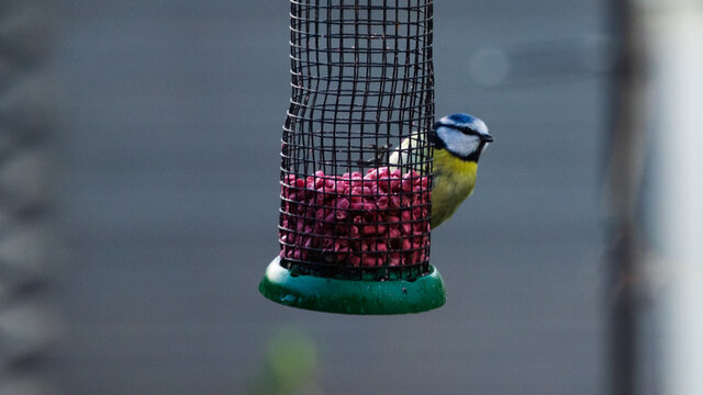 Blue Tit on Peanut Feeder