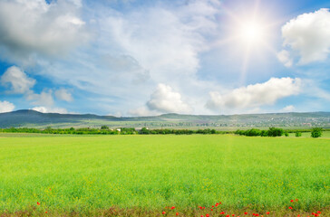 Rapeseed field with blue sky and clouds.