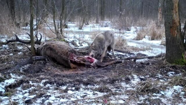 Wolves feed on dead deer in Kampinoski National Park in Poland