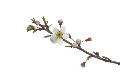 Blooming wild plum tree flowers in spring isolated on white background, with clipping path