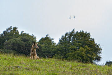 Coyote sits in meadow while birds fly past