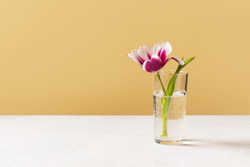 Tulip in glass on yellow background, minimalism, pastel
