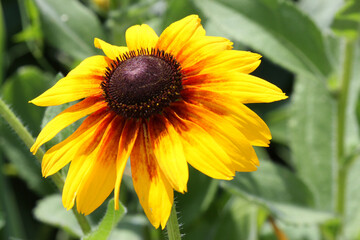 
rudbeckia flower on blurred green background 