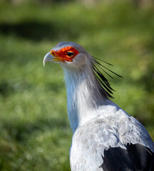 A headshot foto of a secretary bird