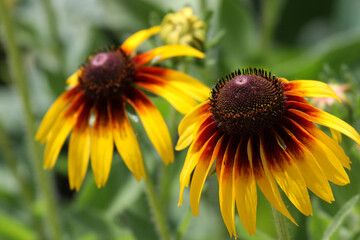 tsvety rudbekii na razmytom zelenom fone
39 / 5000
Результаты перевода
rudbeckia flowers on blurred green background 