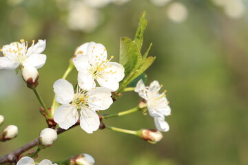 cherry blossoms on a blurry background