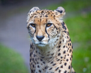 A headshot foto of a cheetah