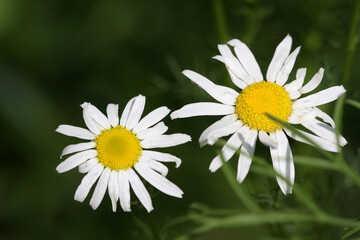 Obraz premium daisy in the grass