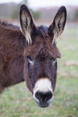 donkey looking at the camera with a funny appearance