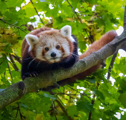 Obraz premium Red panda climbing in a tree
