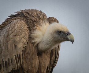 close up of a griffon vulture