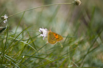 Close up of an orange butterfly with beautiful  black dots settled on the tiny flower in the grass.