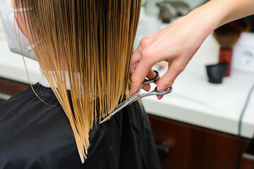 Naklejka premium The hairdresser cuts the cut ends of the hair, wet hair in the barbershop, hair care during the quarantine period.