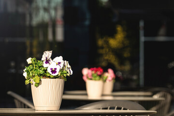 Pansy flowers in pot on the table. Cafe terrace in sunlight. Blurred, dark background. White and purple pansies in sunshine. Cafeteria or restaurant concept. Selective focus, copy space