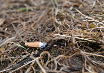 Old cigarette on dry grass after snow melt