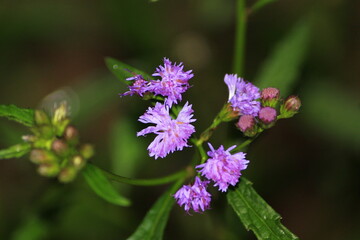 bee on a flower