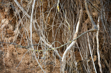 Large roots grow underground on a cliff